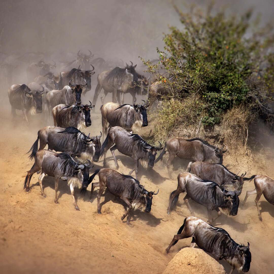 migration-1 migration-1